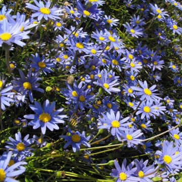 Felicia amelloides - Aster du Cap