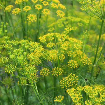 Fenouil, Foeniculum vulgare