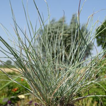 Festuca Intense Blue - Fétuque bleue