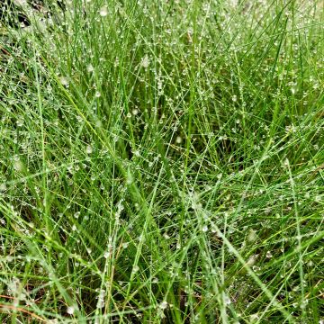 Festuca amethystina - Fétuque améthyste