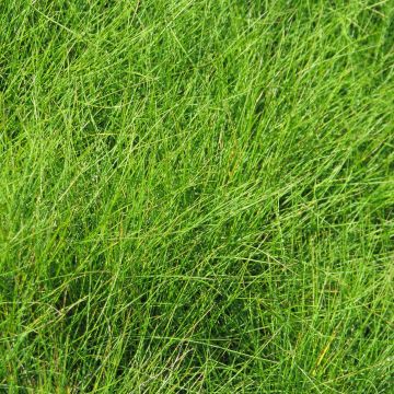 Festuca filiformis - Fétuque à feuilles capillaires