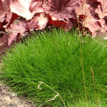 Festuca gautieri - Fétuque de Gautier