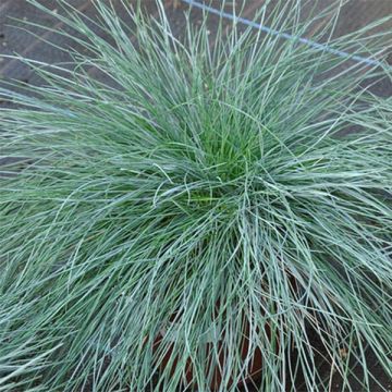 Fétuque bleue - Festuca glauca