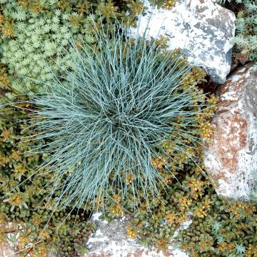 Fetuque, Festuca glauca Elijah Blue