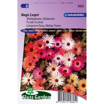 Graines de Ficoïde tricolore Magic Carpet - Mesembryanthemum