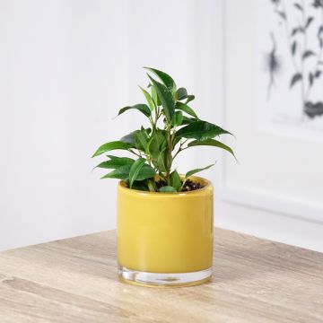 Ficus Natasja -  - Figuier pleureur nain