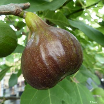 Figuier Bornholm's Diamant - Ficus carica