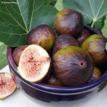 Figuier Rouge de juillet - Ficus carica