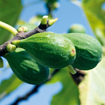 Figuier Longue d'Août - Ficus carica