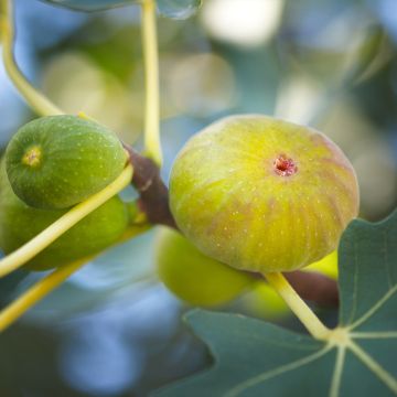 Figuier Marseillaise - Ficus carica   