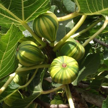 Figuier Panachée - Ficus carica