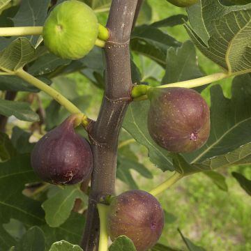 Figuier Rouge de Bordeaux Bio