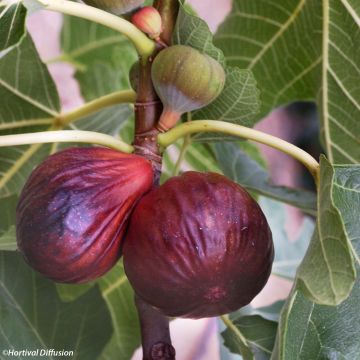 Figuier Violette Dauphine