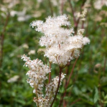 Filipendula purpurea Alba - Reine des prés