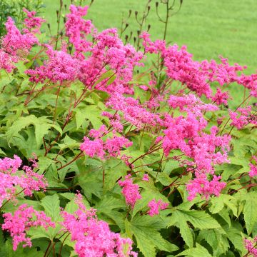 Filipendula purpurea - Reine des Près