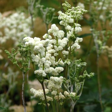 Filipendula ulmaria Plena - Reine des Prés.