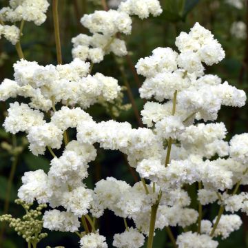 Filipendula ulmaria Plena - Reine des Prés.