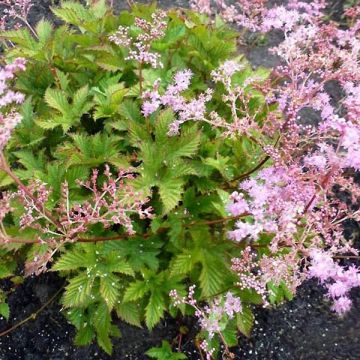 Filipendula ulmaria Rosea - Reine des prés