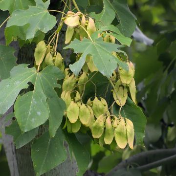 Brachychiton acerifolius