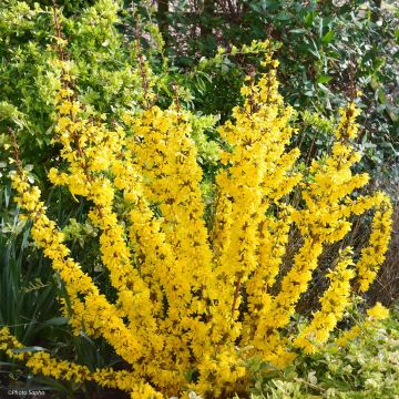 Forsythia Mikador - Mimosa de Paris