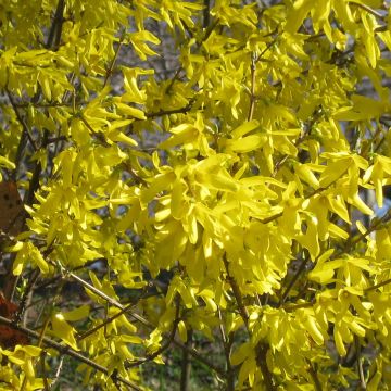 Forsythia Nimbus - Forsythia nain