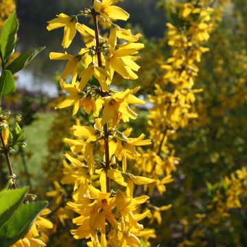 Forsythia de Corée - Forsythia koreana Kumsun