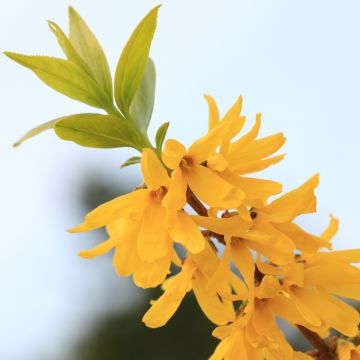 Forsythia viridissima Citrus Swizzle - Mimosa de Paris