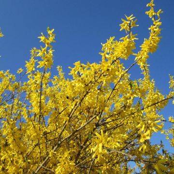 Forsythia x intermedia Gold Rausch - Mimosa de Paris