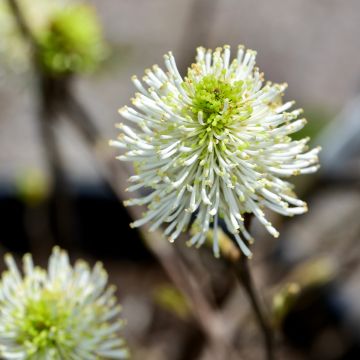 Fothergilla gardenii