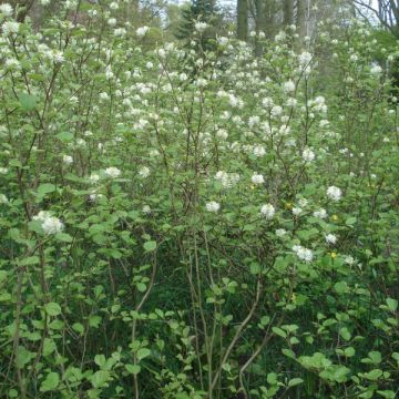 Fothergilla major - Grand Fothergilla