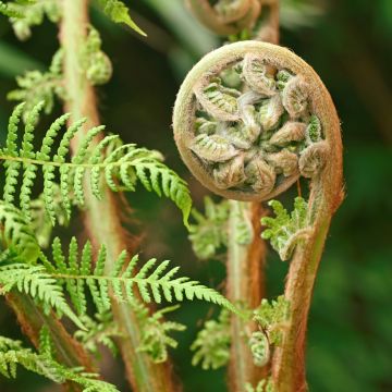 Fougère arborescente - Dicksonia antarctica, tronc de 5cm