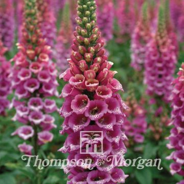 Graines de Digitale Candy Mountain - Digitalis purpurea