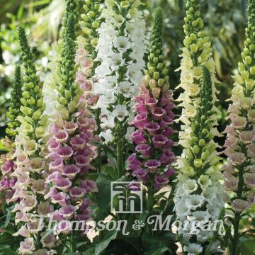 Graines de Digitale Mountains Mixed - Digitalis purpurea