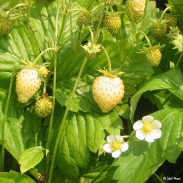 Fragaria alpinum Yellow Wonder - Fraisier des Alpes