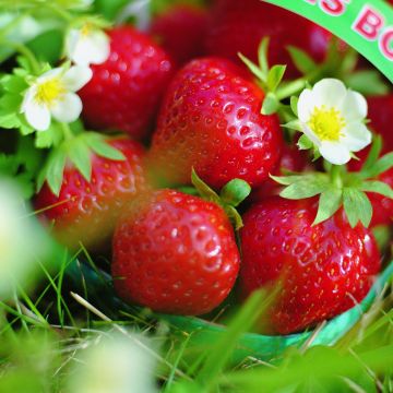 Fraisier Mara des Bois (remontant) en plants