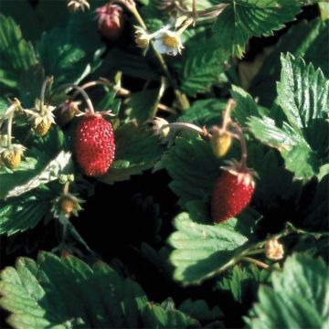 La fraise des bois sauvage : toxique ou comestible - saison et prix