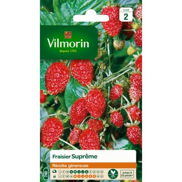 Fraisier des 4 saisons suprême - Vilmorin