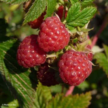 Framboisier 'Zeva' (RUBUS) - Framboisier - Framboise - pépinières Lepage  Bretagne Bord de mer