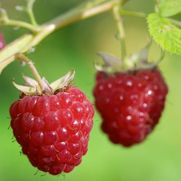 Framboisier Délice de Framboise (non remontant) Bio