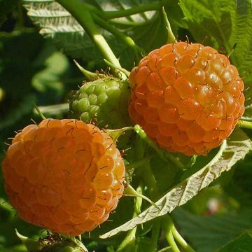 Framboisier Fall Gold - Rubus idaeus