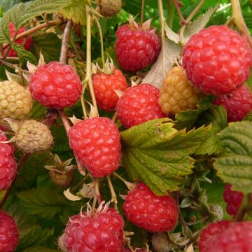 FRAMBOISIER 'Frambélise®' Rubus idaeus - Arbre fruitier