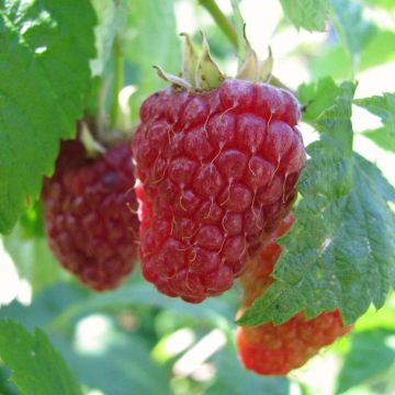 Framboisier 'Zeva' (RUBUS) - Framboisier - Framboise - pépinières Lepage  Bretagne Bord de mer