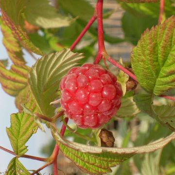 Framboises osmotiques Rubus idaeus Fruits secs de framboise osmotique sans  sucre ajouté -  France