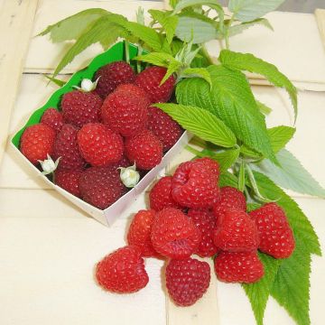 Framboisier 'Zeva' (RUBUS) - Framboisier - Framboise - pépinières Lepage  Bretagne Bord de mer