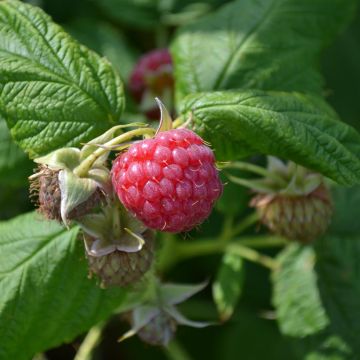 Framboisier Meeker - Rubus idaeus