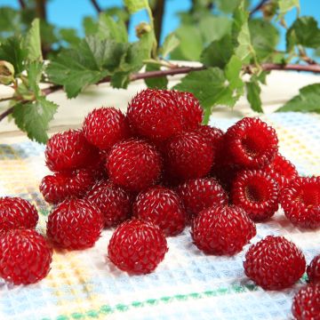 Framboisier Raspbeary (remontant) - Rubus idaeus