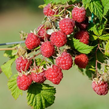 Framboisier 'Zeva' (RUBUS) - Framboisier - Framboise - pépinières Lepage  Bretagne Bord de mer