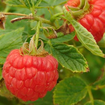 Framboisier non remontant 'Willamette' - Rubus ideaus 'Wilamette