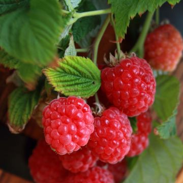 Framboisier 'Zeva' (RUBUS) - Framboisier - Framboise - pépinières Lepage  Bretagne Bord de mer