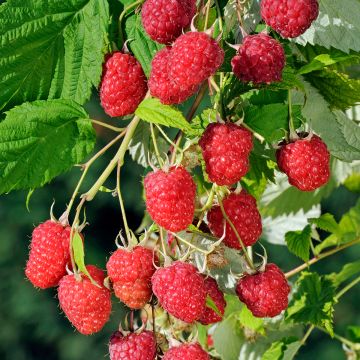 Framboisier nain sans épines - Vente Rubus idaeus 'Little Sweet Sister